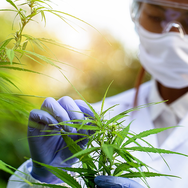 MDAR Pesticide Control Act inars April 13, 2023 Cannabis Control